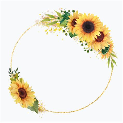 Clip Art Of Yellow Sunflowers Border Illustrations Royalty Free Vector