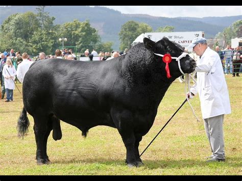 As with other breeds of cattle and sheep in britain, establishment. Aberdeen angus | Aberdeen angus, Beef cow, Beef farming