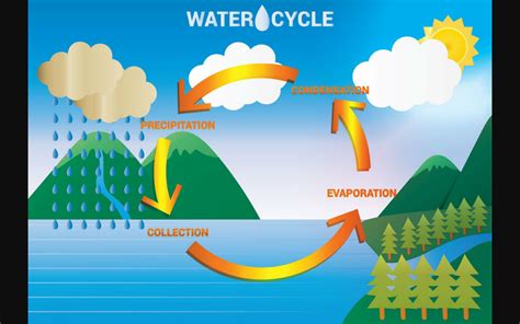 Summarize The Steps Of The Water Cycle Garetmrs