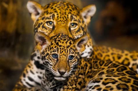 Jaguar Cubs — Stock Photo © Kwiktor 20613713