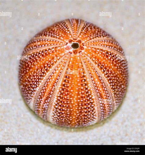 Colorful Shell Of Sea Urchin Or Urchin Is Round And Spiny With Orange