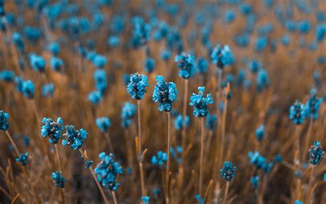 Blue Flowers Field