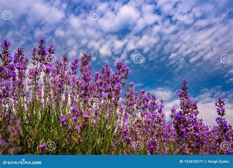 Beautiful Lavender Fields On A Sunny Day Moldova Stock Image Image