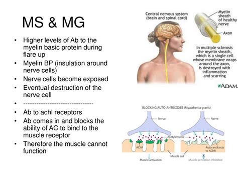 Ppt Cytokines Powerpoint Presentation Free Download Id1781685