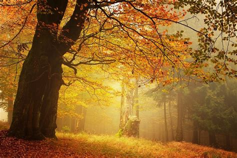 Landscape Nature Fall River Greece Forest Mist Water Trees Amber