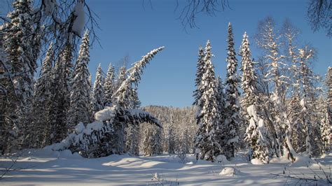 Forest With Snow Covered Trees During Winter With Blue Sky