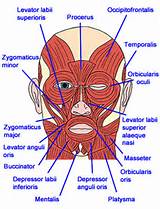 Images of Orbicularis Oculi Muscle Exercise
