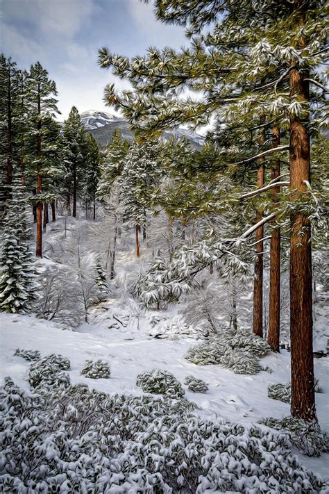 December Snow Photograph By Maria Coulson