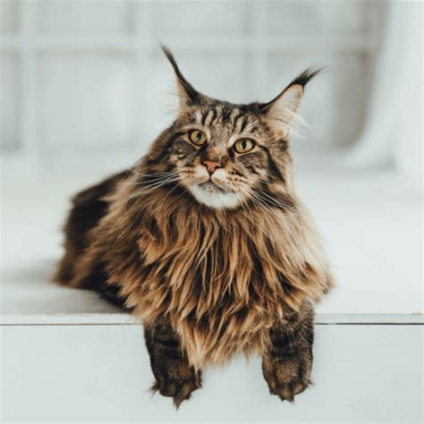 Siberian Cat Vs Maine Coon Differences And Similarities Between Cats