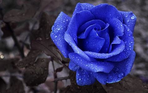 Blue Rose Meaning Symbolism And Care