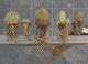 Cacti have a wide, shallow root system to maximize water collection in their natural habitat. CactusMuseum.com - Cactus survival characteristics