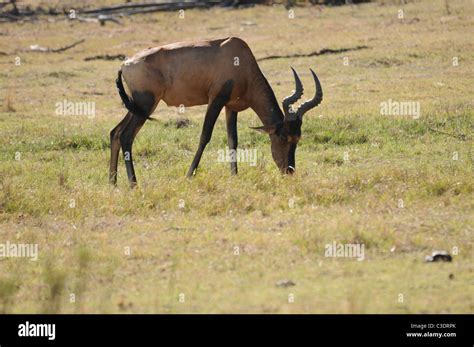 Red Heart Beast, Rooihartebees, antelope, wildlife Stock Photo - Alamy