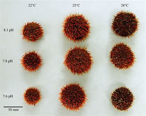 Impacts Of Ocean Acidification On Sea Urchin Growth Across The Juvenile