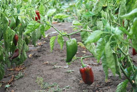 How To Prune Pepper Plants The Food Garden