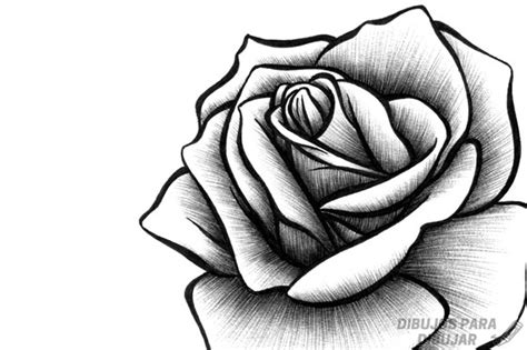 磊 Dibujos De Rosas【190】lindas Y A Lápiz