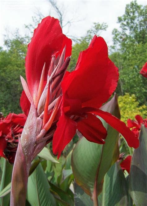 Plantfiles Pictures Canna Lily Red Dazzler Canna X Generalis By
