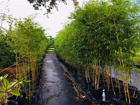 Bamboo Forever Central Florida Bamboo Nursery Specializing In Non