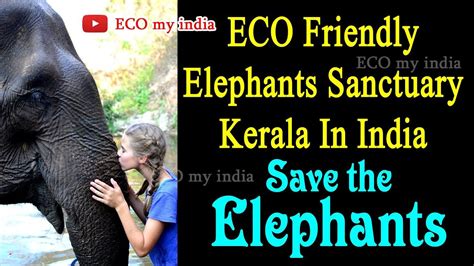Eco wellness sanctuary is absolutely the best spa i have been too. ECO Friendly Elephants || Save the Elephants || Sanctuary ...