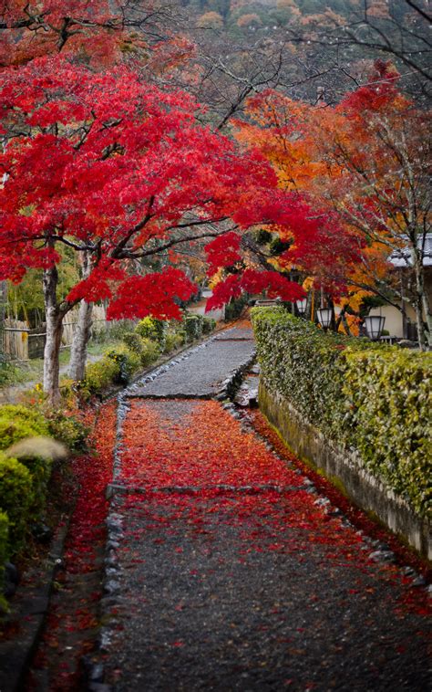 Jeffrey Friedls Blog Pretty And Colorful Public Path In Arashiyama