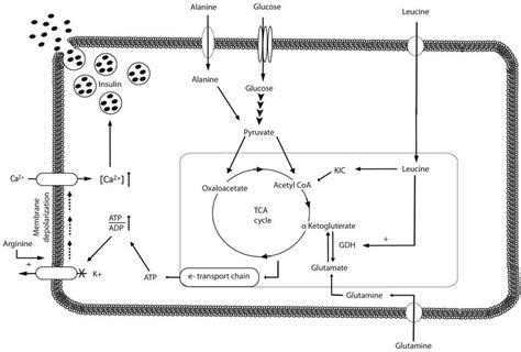 Simplified Overview Of Amino Acid Induced Insulin Secretion In The