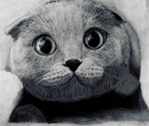 cute cat drawings showcase hative