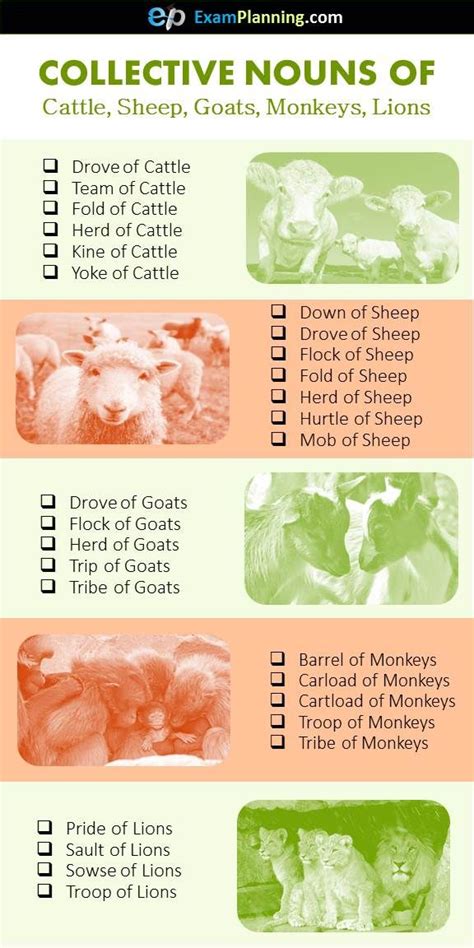 A flock of birds migrate to another cool regions in the summer season. Collective Nouns of Cattle, Sheep, Goats | Collective ...