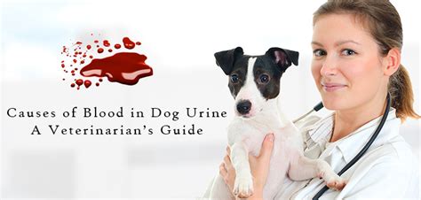 Causes Of Blood In Dog Urine A Veterinarians Guide Au