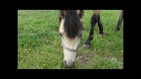 14hh Pony For Sale Youtube