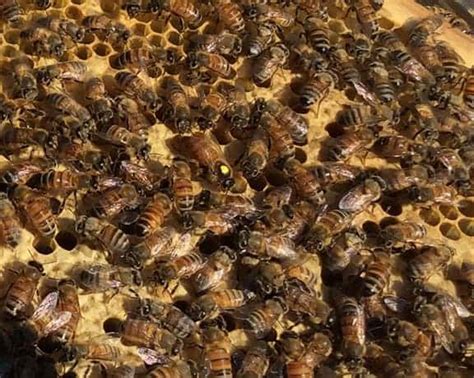 Hive Inspections And Recordkeeping For New Beekeepers