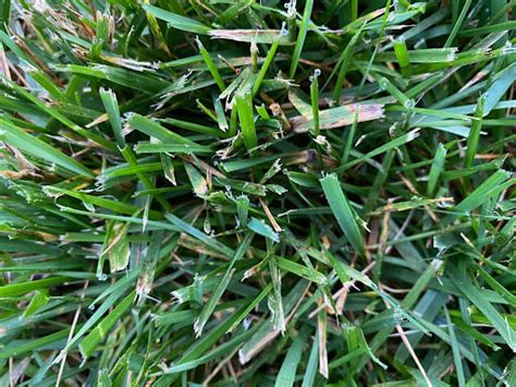 What To Do When You Have Brown Patch Fungus On A Tall Fescue Lawn