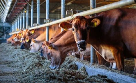 Animal Health Products Treating The Livestock Ashish Life Science Blog