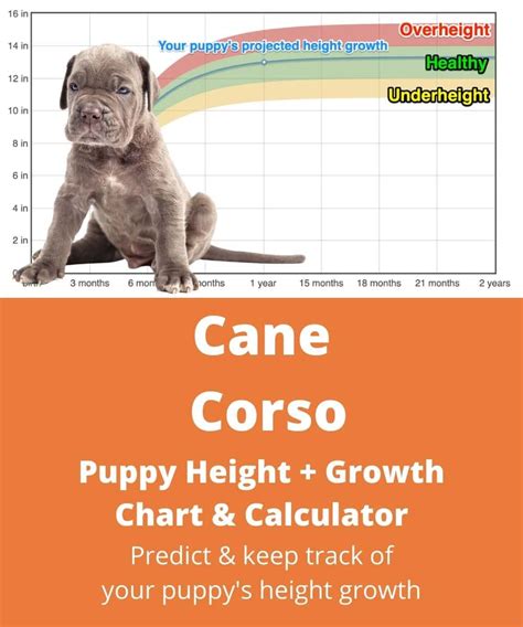Cane Corso Heightgrowth Chart How Tall Will My Cane Corso Grow