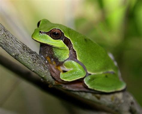 Pine Barrens Tree Frog Threatened Species Tree Frogs Frog Pet Tiger