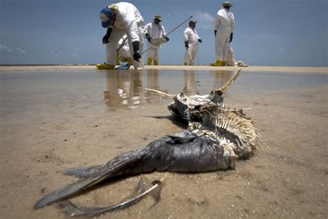 BP Reaches Settlement In 2010 Gulf Oil Spill Agrees To Pay 18 7
