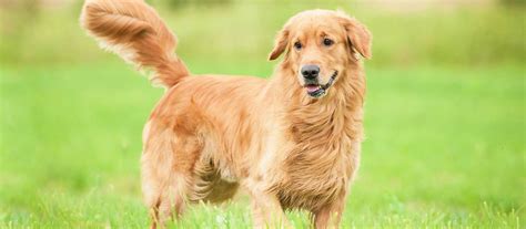 Here at d&j golden retriever puppies, we have been breeding dogs for over 15 years! Golden Retriever Puppies For Sale | Greenfield Puppies