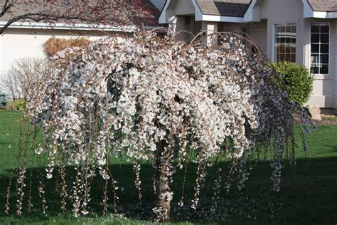 Prunus snofozam, falling snow weeping cherry falling snow is spectacular weeping cherry tree. 12 best Weeping Cherry images on Pinterest | Flowering ...