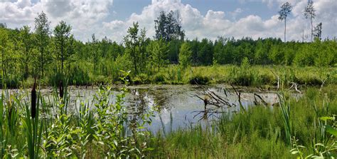 Free Images Swamp Lithuania Wetland Plants Wild Summer Birch