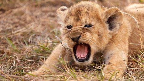 Watch Most Funny And Cute Baby Tiger And Lion Videos Funny Video