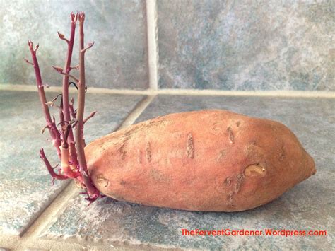 Can You Eat Potato Growing Roots