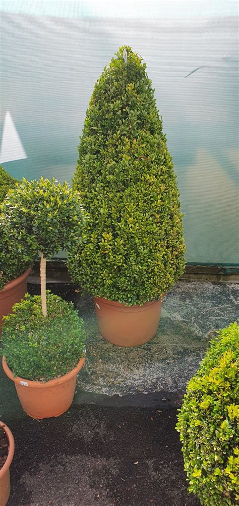 Buxus Topiary Michelles Garden Centre