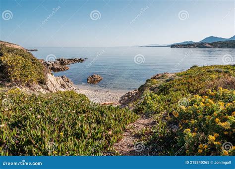 Flowers In Maquis On Coast Of Corsica Stock Image Image Of Coastal