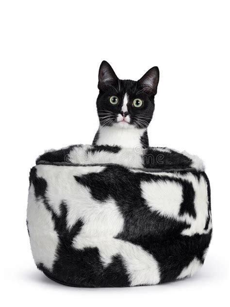 Black White Tuxedo Cat On White Background Stock Image Image Of Lens