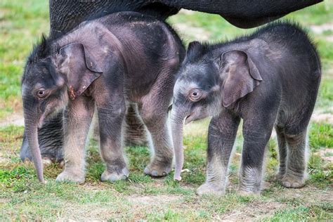 Story Takes You Behind The Scenes Of Dramatic And Rare Twin Elephant Birth Letter From The
