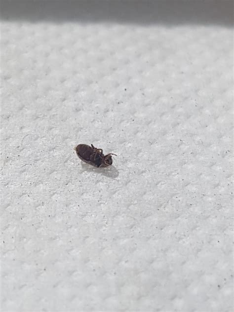 Maycintadamayantixibb Little Black Beetle Looking Bugs That Bite