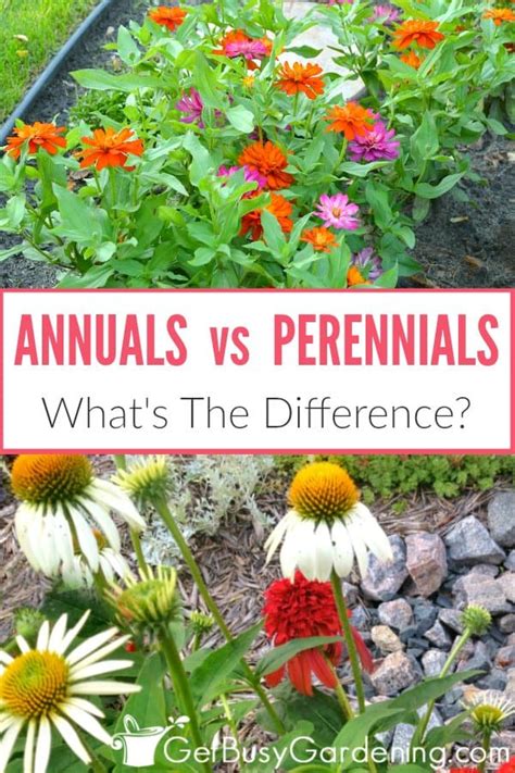 Trees will definitely help us slow climate change, but they won't reverse it on their own. Annuals vs Perennials: What's The Difference? - Get Busy ...