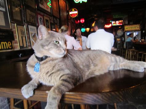 Decatur Street Bar Cat New Orleans La Cats Cats And Kittens Cat Purr