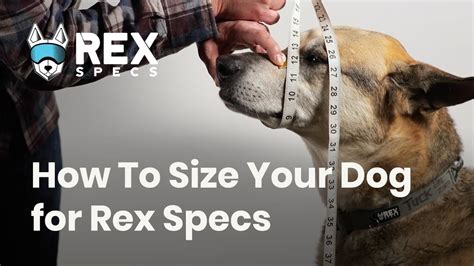 How To Size Your Dog For Rex Specs Youtube