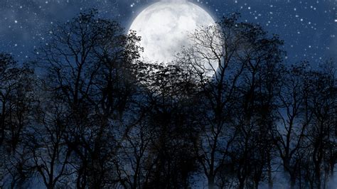 Forest On Full Moon Night Hd Wallpaper Background Image 1920x1080