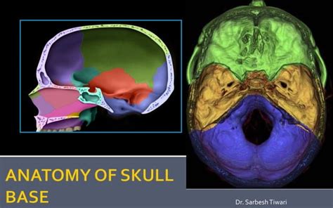 Skull Base Development And Anatomy