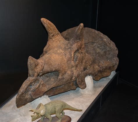 Triceratops Prorsus Skull 01 Museum Of The Rockies Flickr